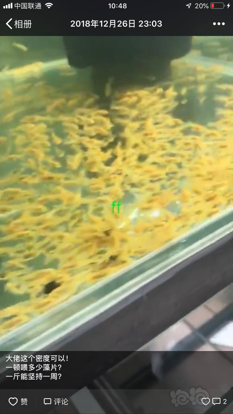 【用品】2018-12-28#RMB拍卖小球藻片一瓶25g水晶虾/观赏螺，素食异形胡子大帆功能型饲料-图9