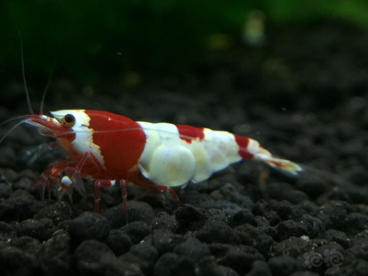 晒晒红白母虾-图1