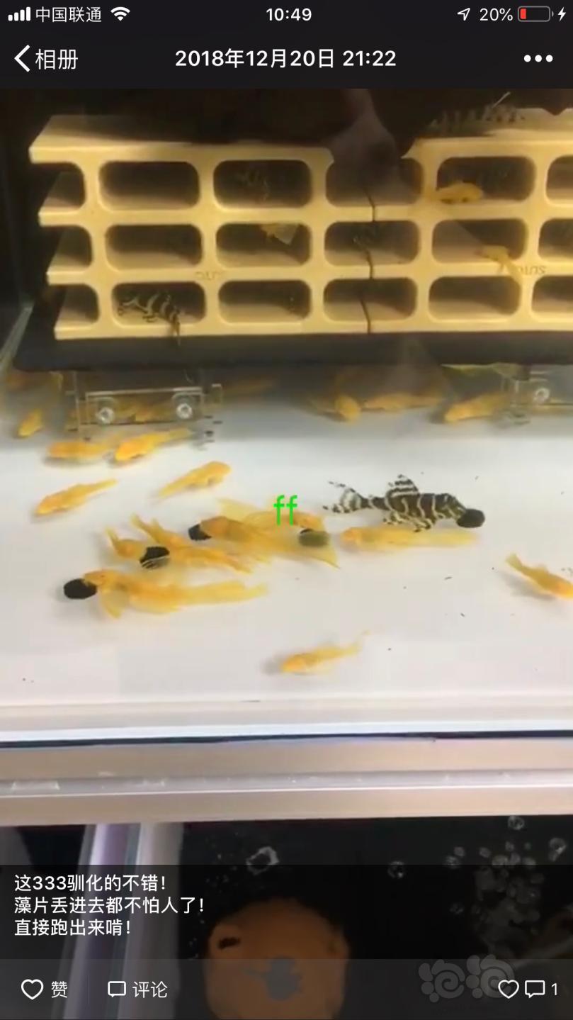 【用品】2018-12-28#RMB拍卖小球藻片一瓶25g水晶虾/观赏螺，素食异形胡子大帆功能型饲料-图8