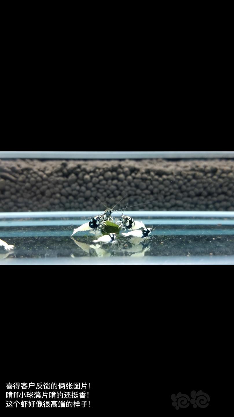【用品】2018-12-20#RMB拍卖小球藻片一瓶25g水晶虾/观赏螺，素食异形胡子大帆功能型饲料-图4