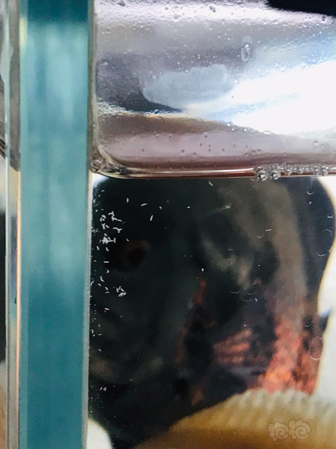 鱼缸里黑色硬壳小虫图片