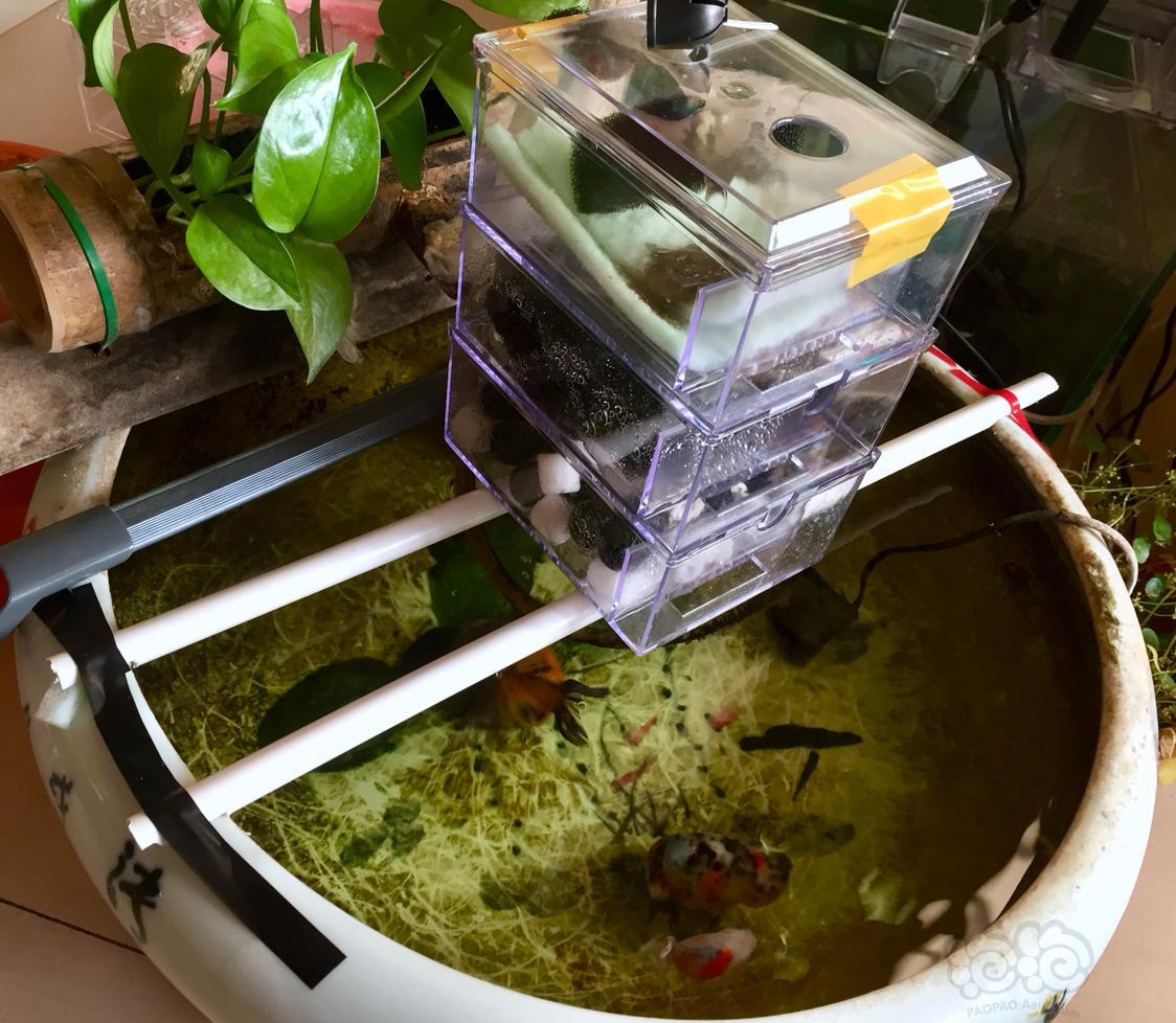 闲置物品给金鱼盆diy一个上滤