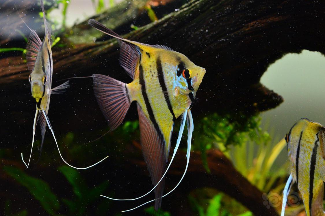 神仙鱼草缸发色逆天