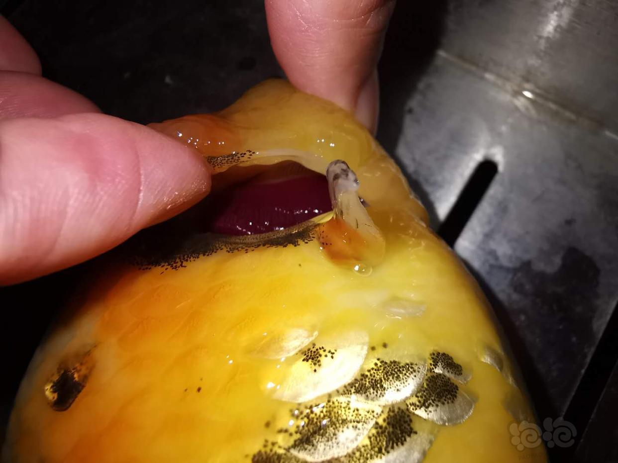 【金鱼】拯救兰寿!高手在哪里