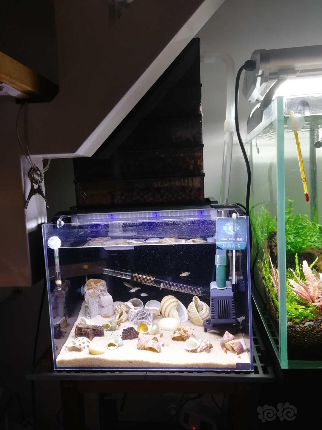 三湖慈鲷求教卷贝缸鱼类混养问题