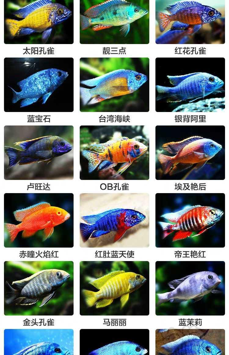 十二种鲷鱼图片