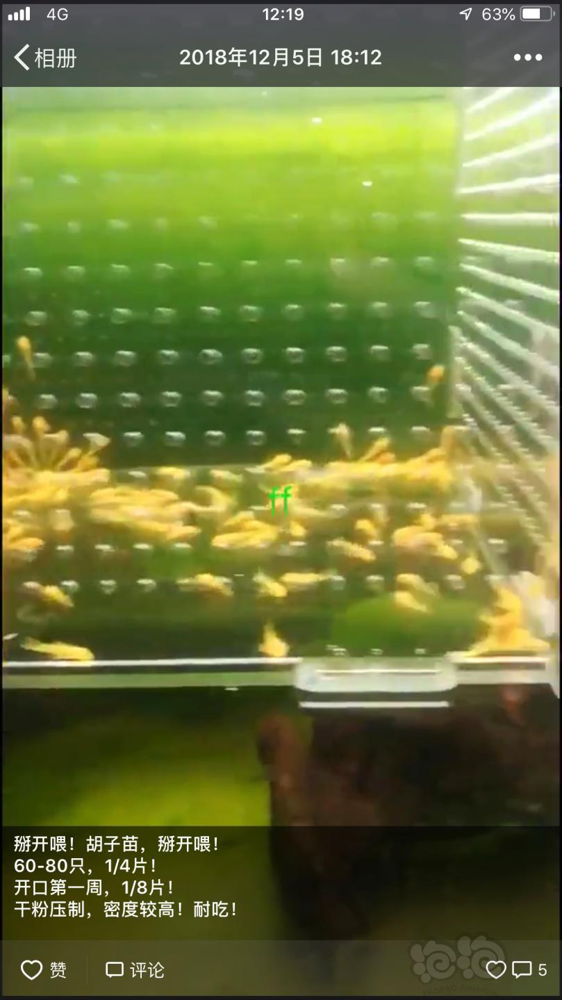 【用品】2018-12-20#RMB拍卖小球藻片一瓶25g水晶虾/观赏螺，素食异形胡子大帆功能型饲料-图9