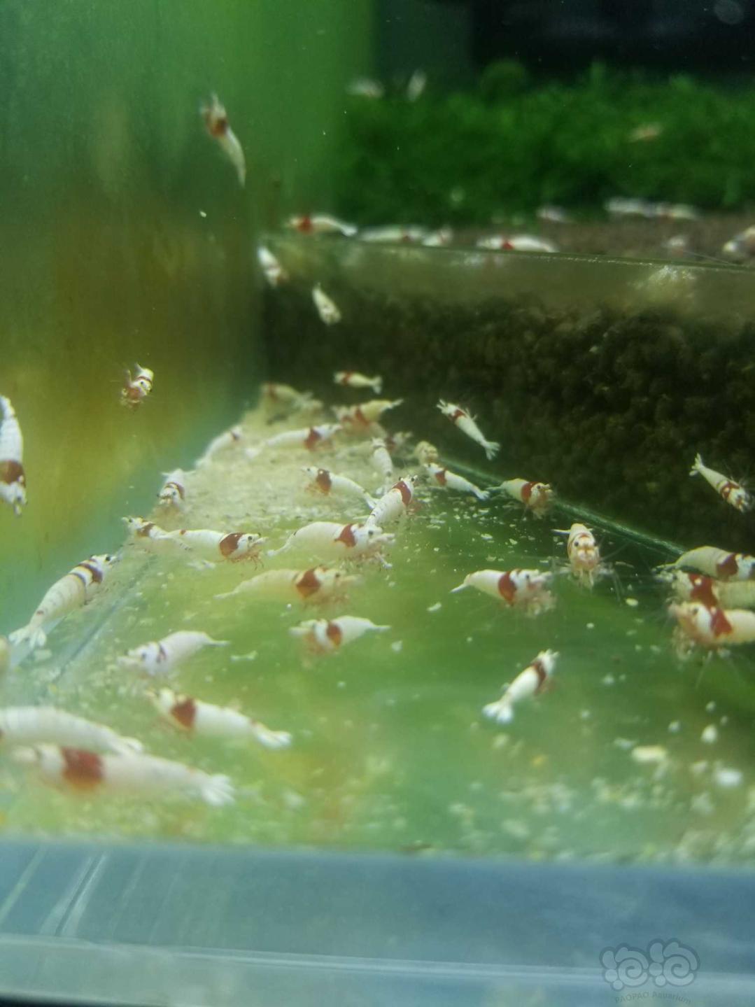 出系统红白，白躯以上级别水晶虾-图6
