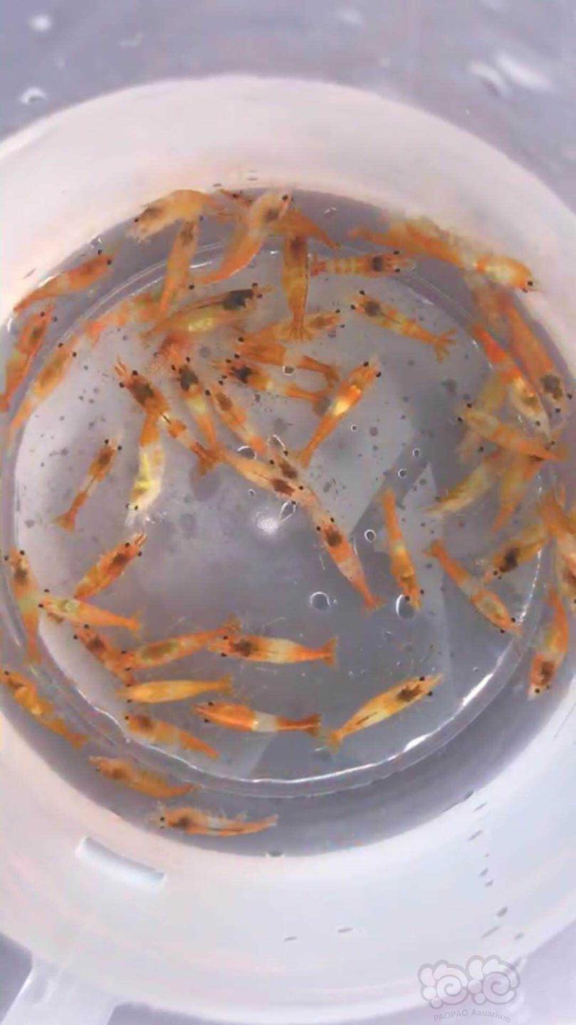 米虾，零下10以上发货-图5