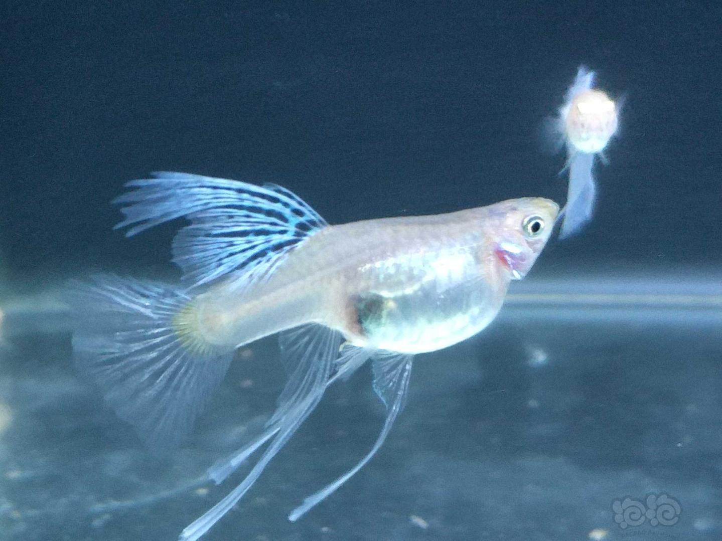 孔雀鱼兰草孔雀鱼