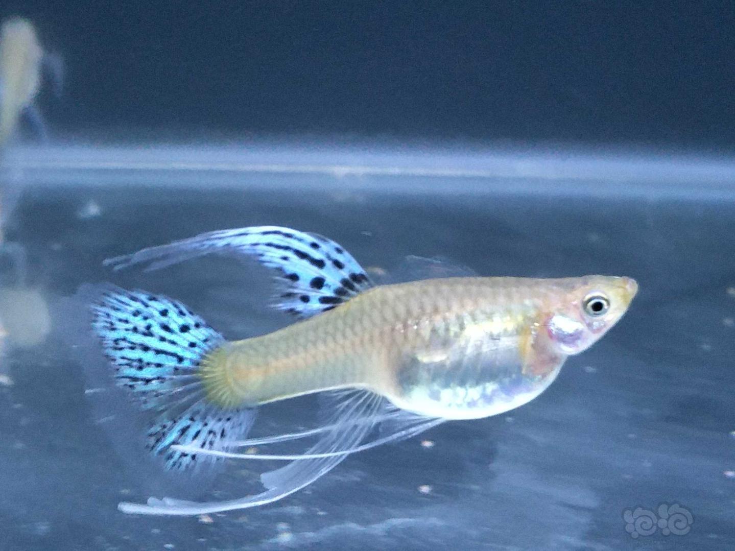 孔雀鱼兰草孔雀鱼
