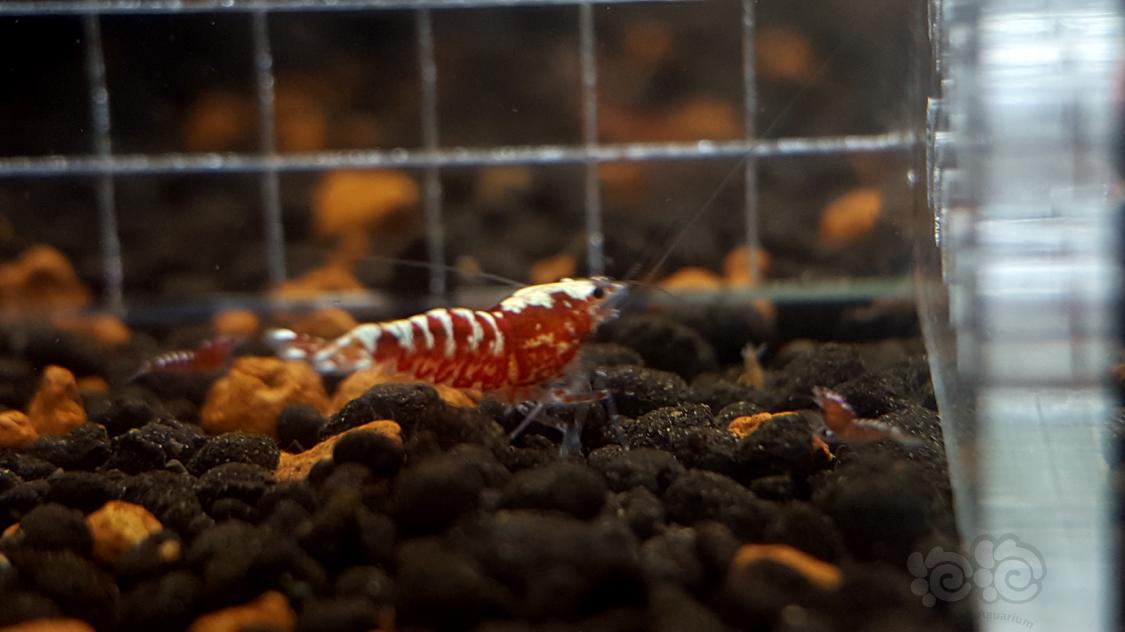 【虾】2018-12-25#RMB拍卖红银河幼虾-图5