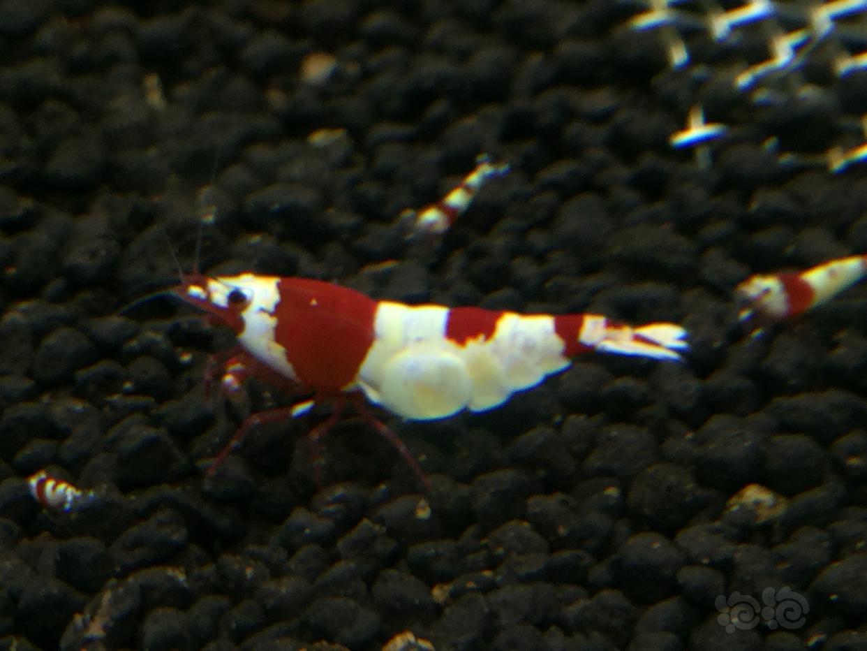 晒晒红白母虾-图3