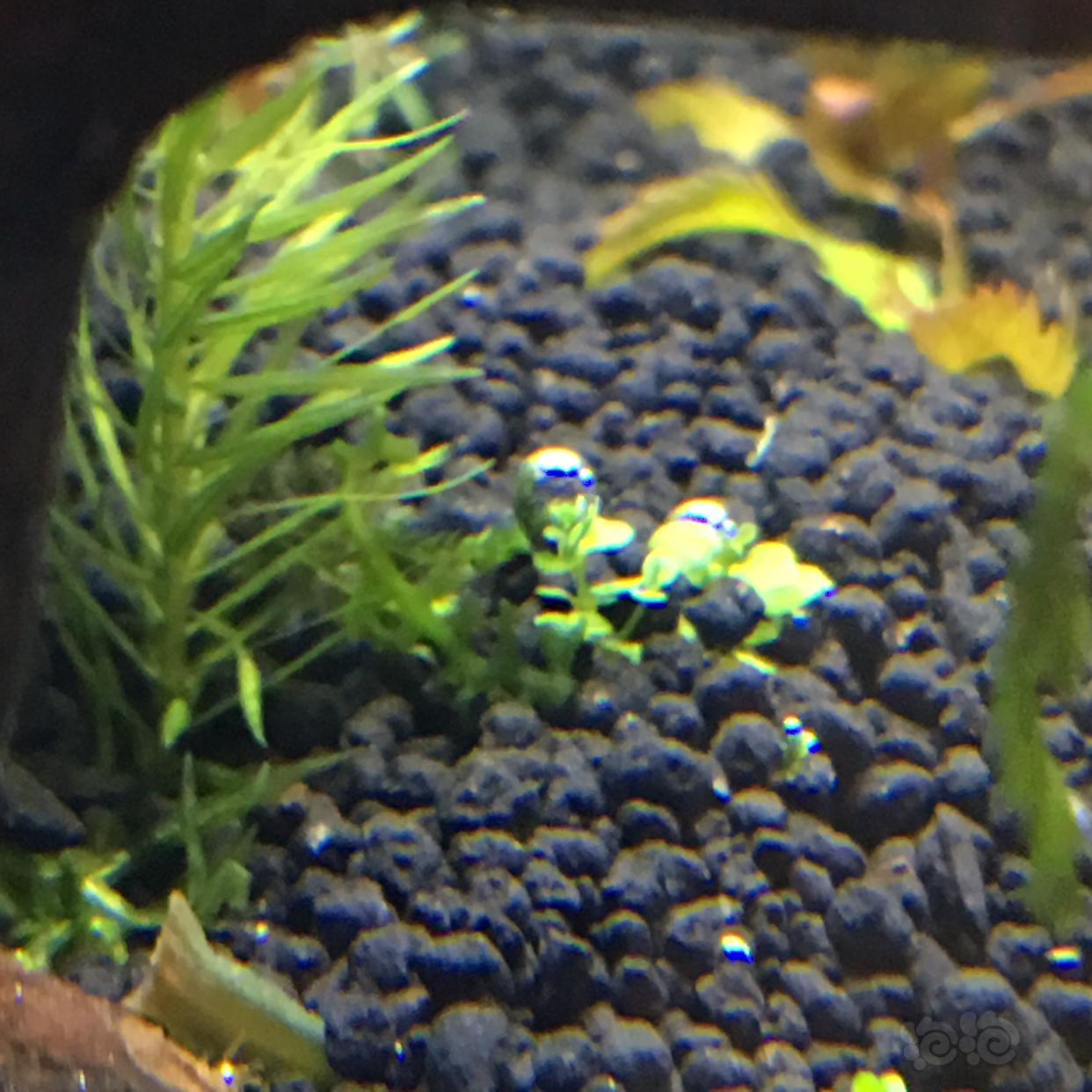 迷你矮珍珠冒泡 泡泡水族