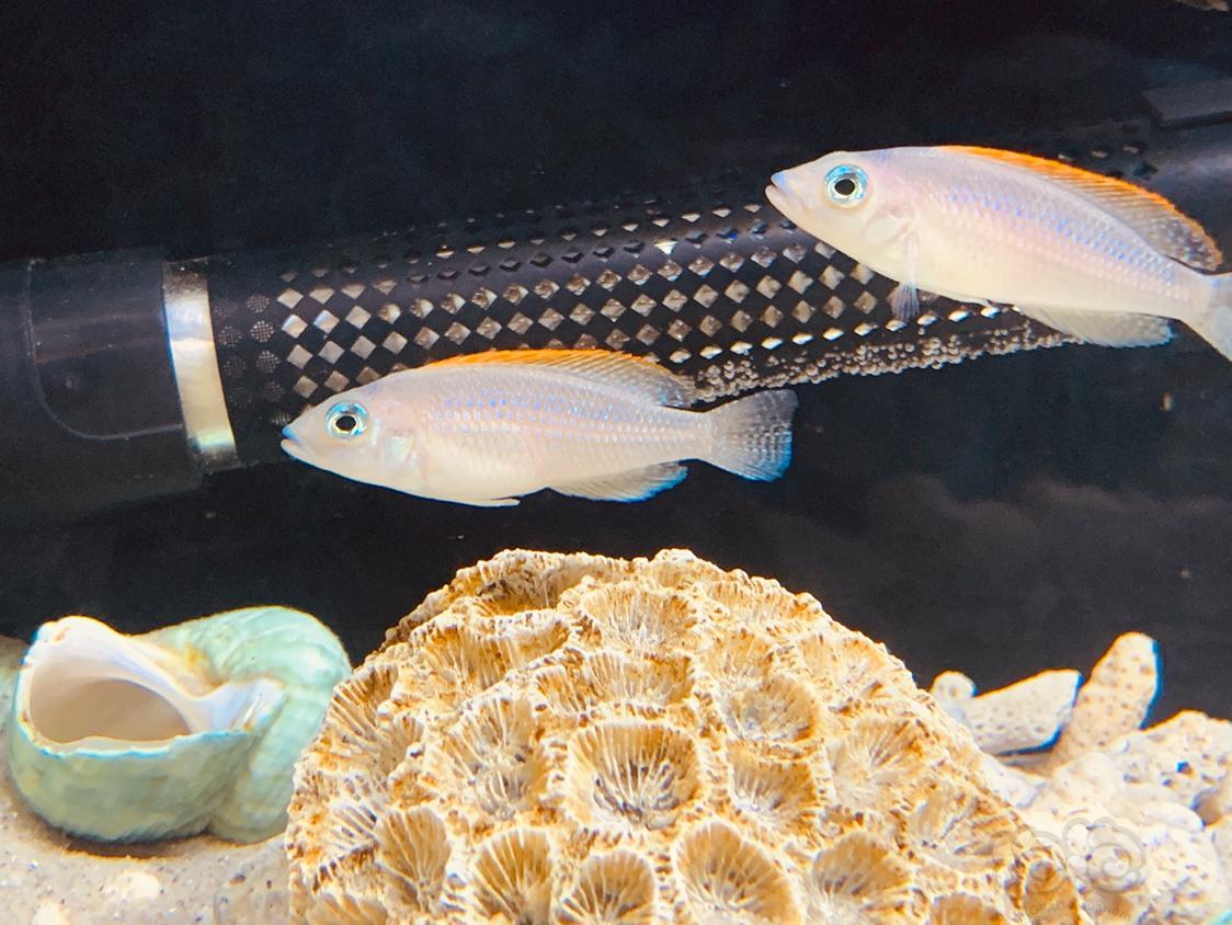 三湖慈鲷2018年最后一天晒晒卷贝缸