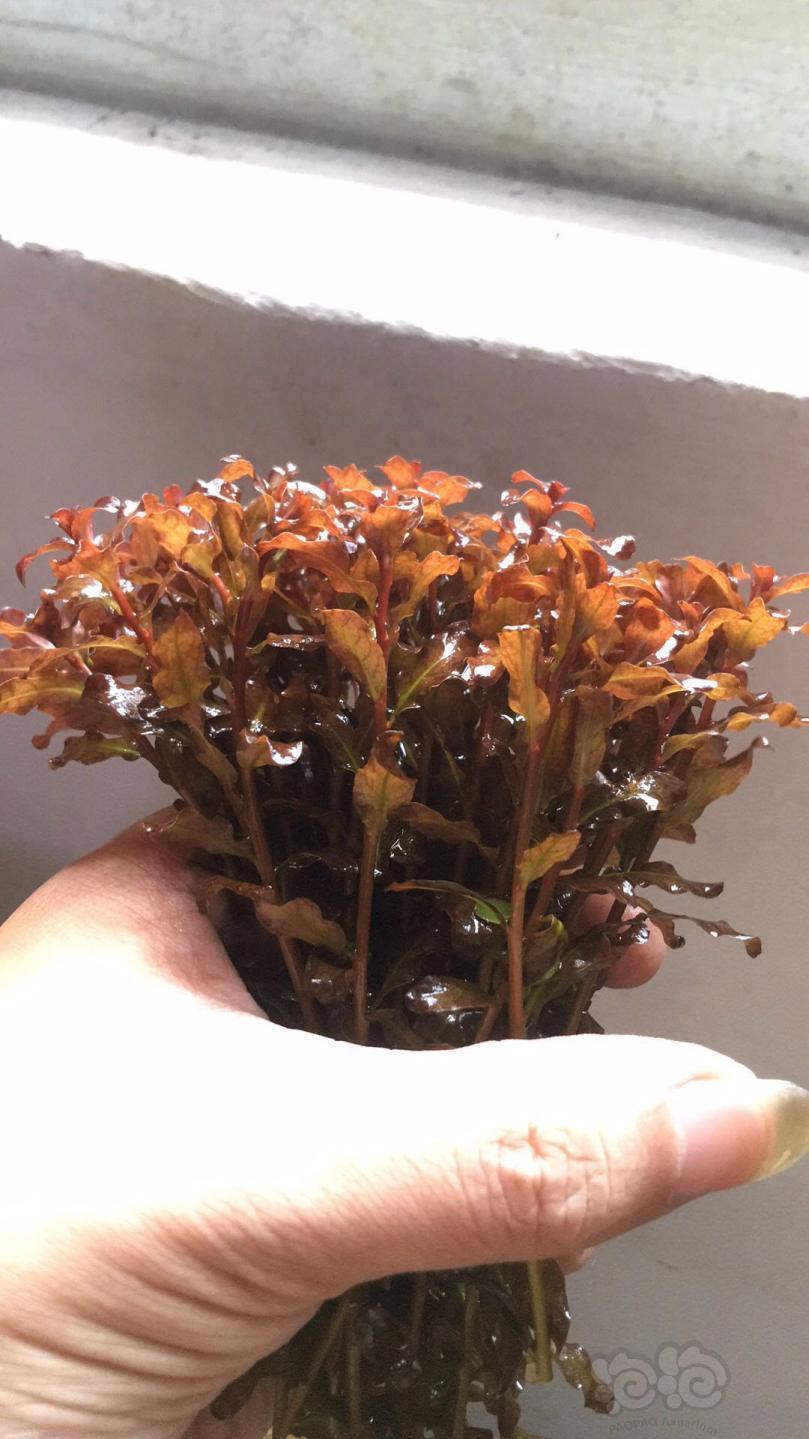 出售出红唇丁香每头8毛钱