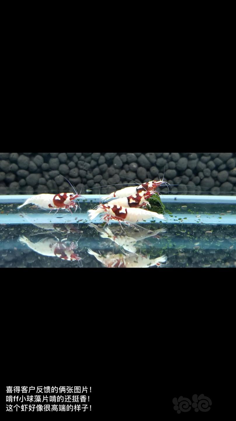 【用品】2018-12-20#RMB拍卖小球藻片一瓶25g水晶虾/观赏螺，素食异形胡子大帆功能型饲料-图3