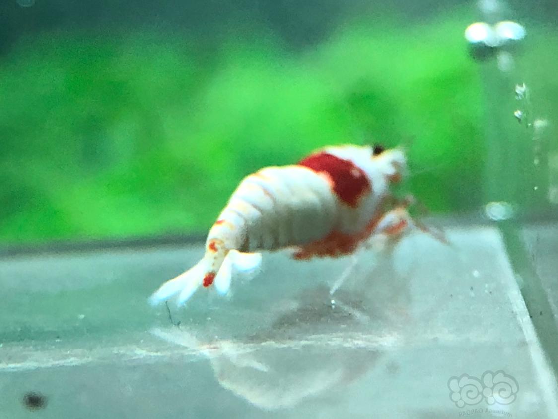 【虾】2018-11-6RMB拍卖红白水晶虾三只-图2