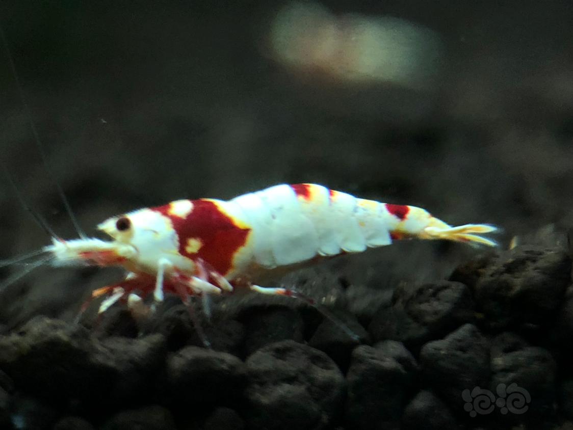 【虾】2018-12-12RMB拍卖红白水晶虾一只-图3