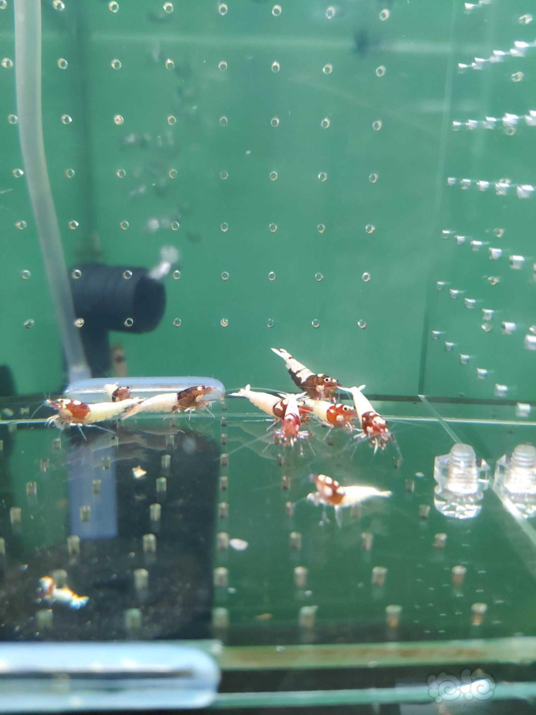 【虾】2019-1-14#RMB拍卖红洞头6公4母-图9