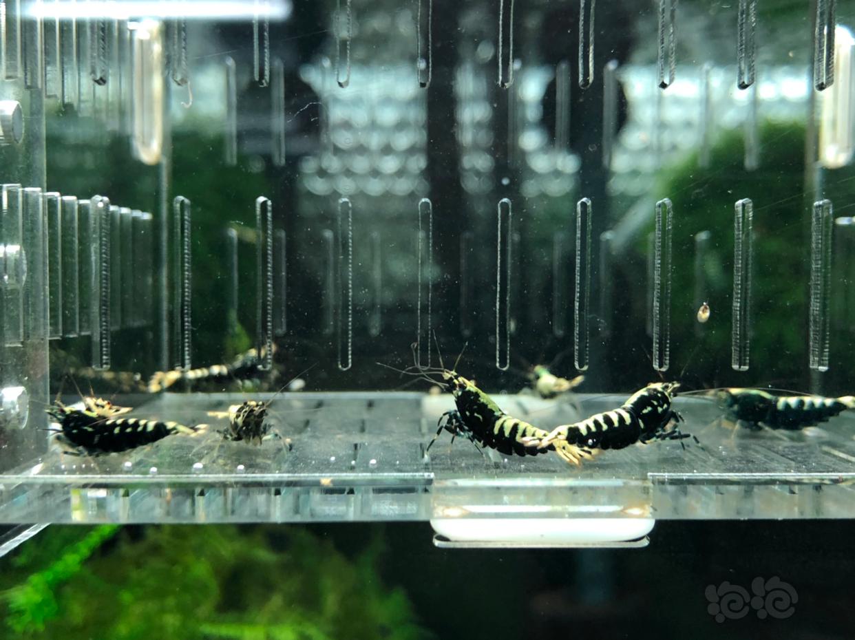 【虾】2019-01-22#RMB拍卖4母4公黑银河水晶虾一份8只-图1