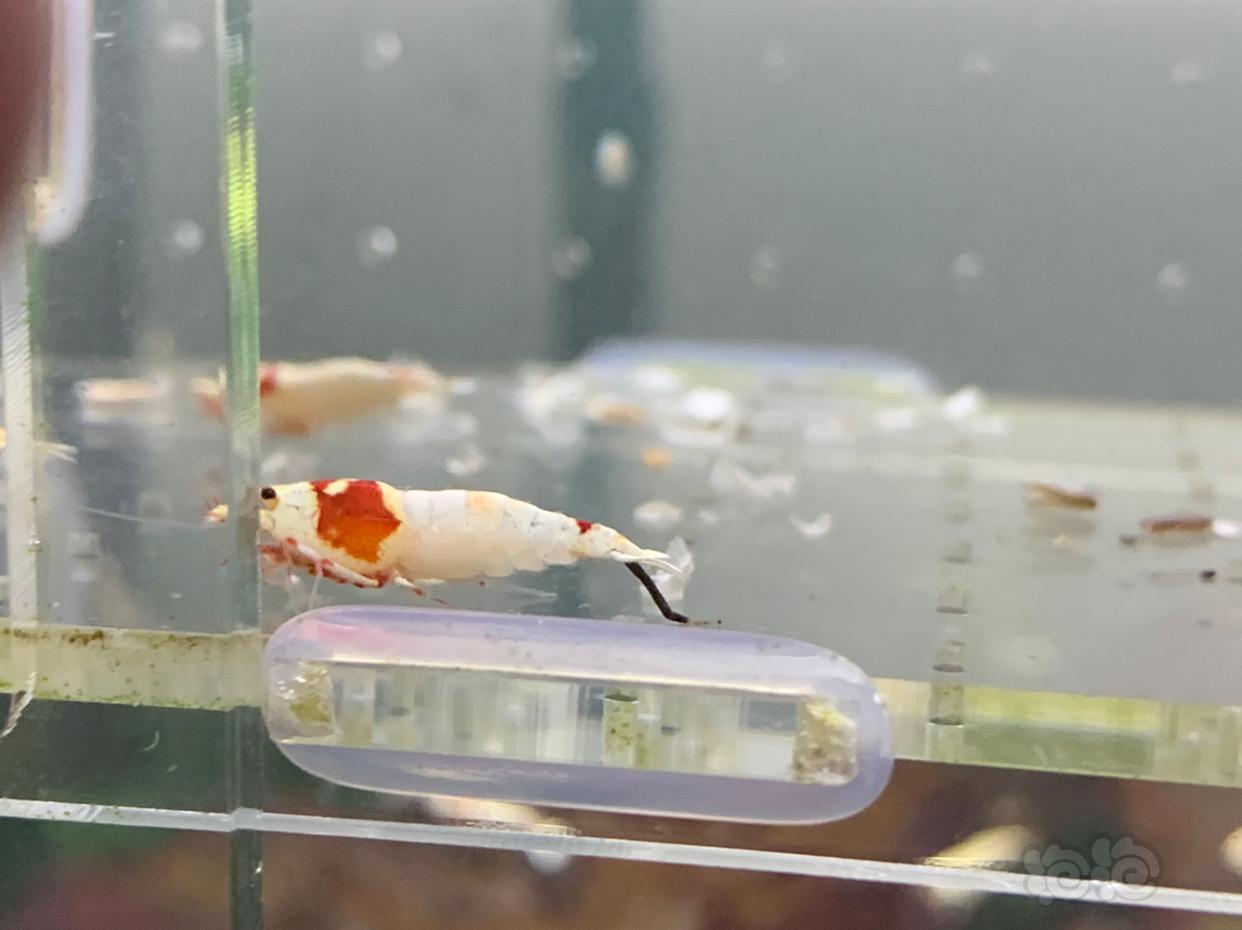 【虾】2019-1-18#拍卖 纯血红白水晶虾-图7