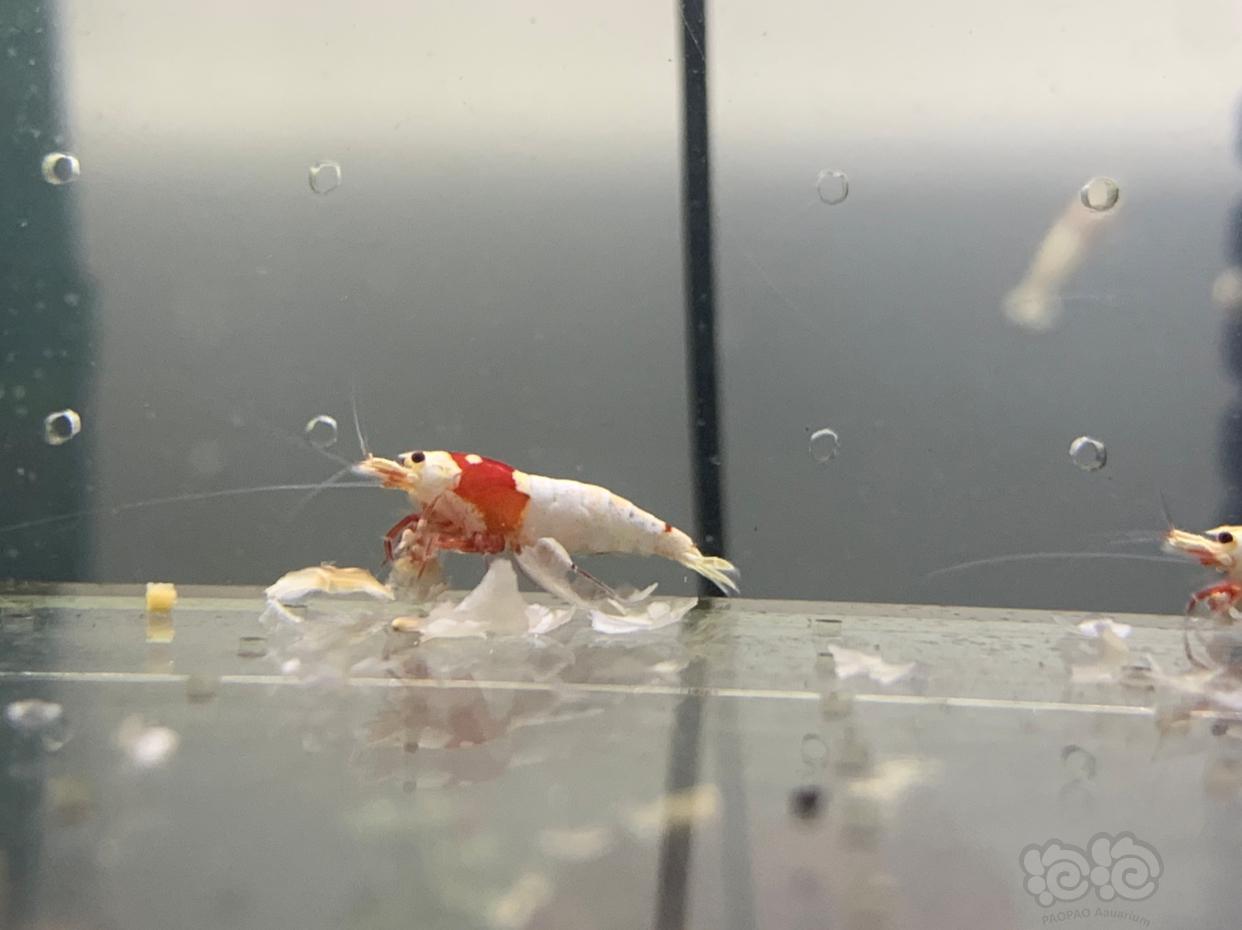 【虾】2019-1-18#拍卖 纯血红白水晶虾-图4