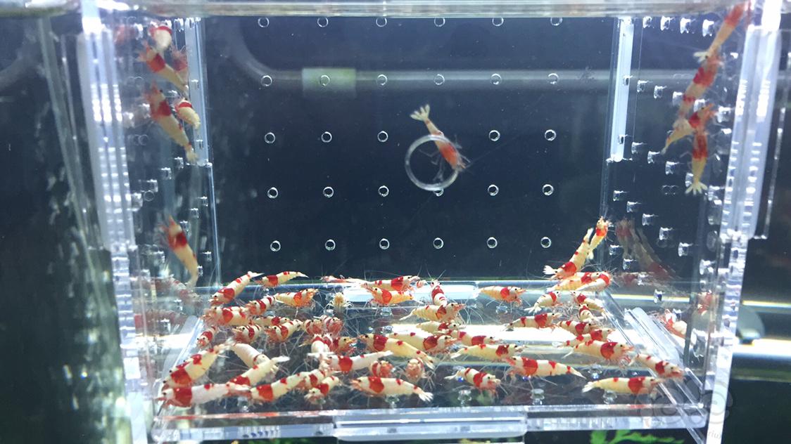 【虾】2019-01-24RMB拍卖红白水晶虾50只-图3