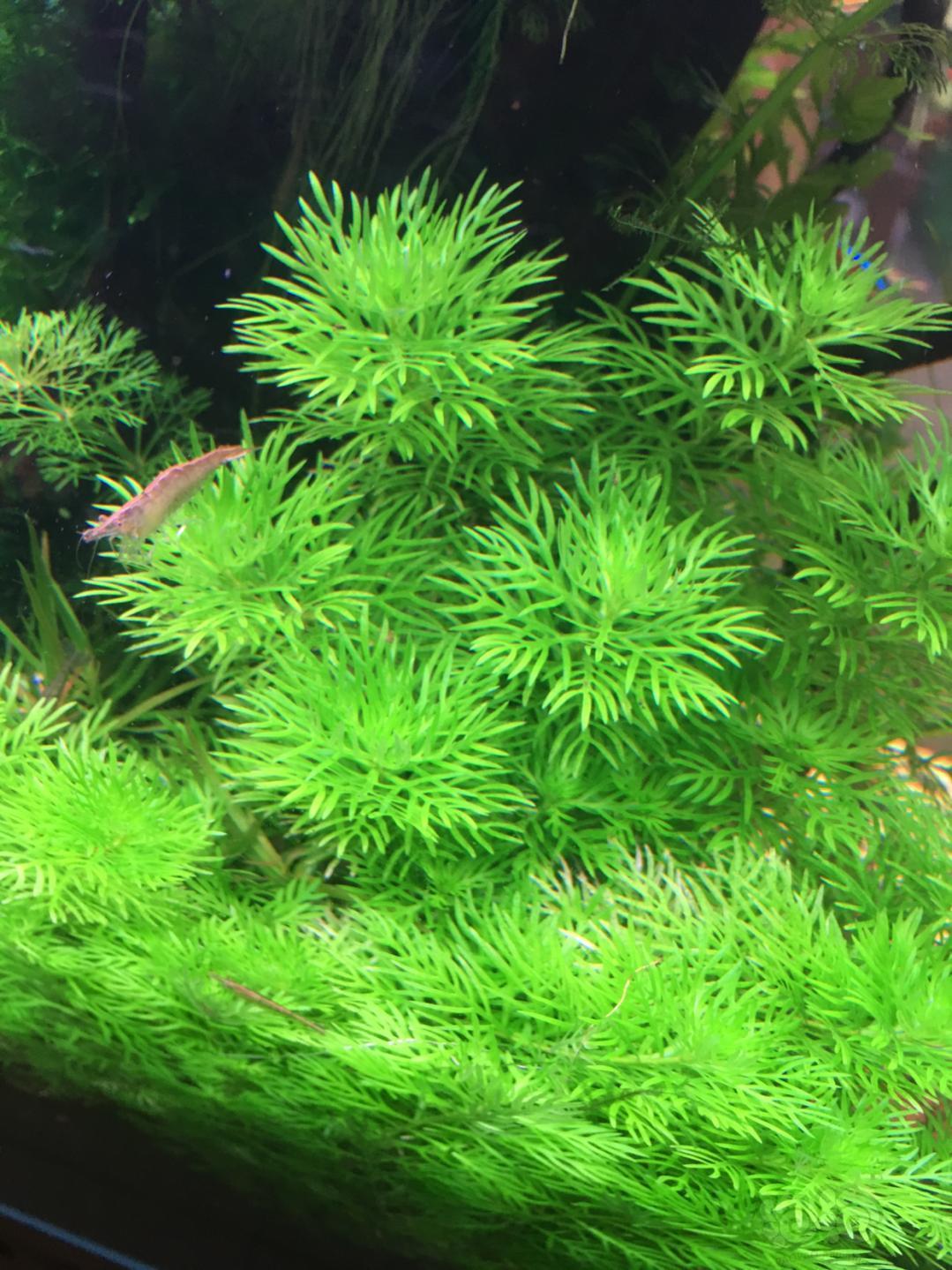 40块包邮除偏远和结冰地区,微信416310368爪哇莫丝雪花草10针叶皇冠10