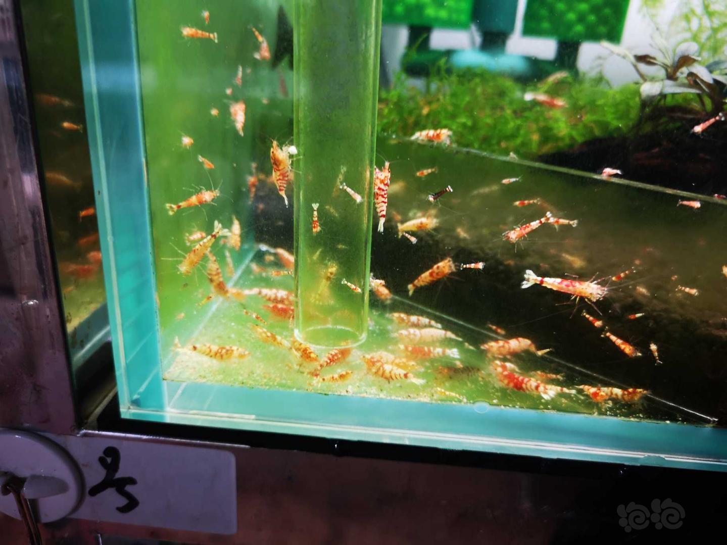 【水晶虾】卖红虎晶淘汰虾！-图1