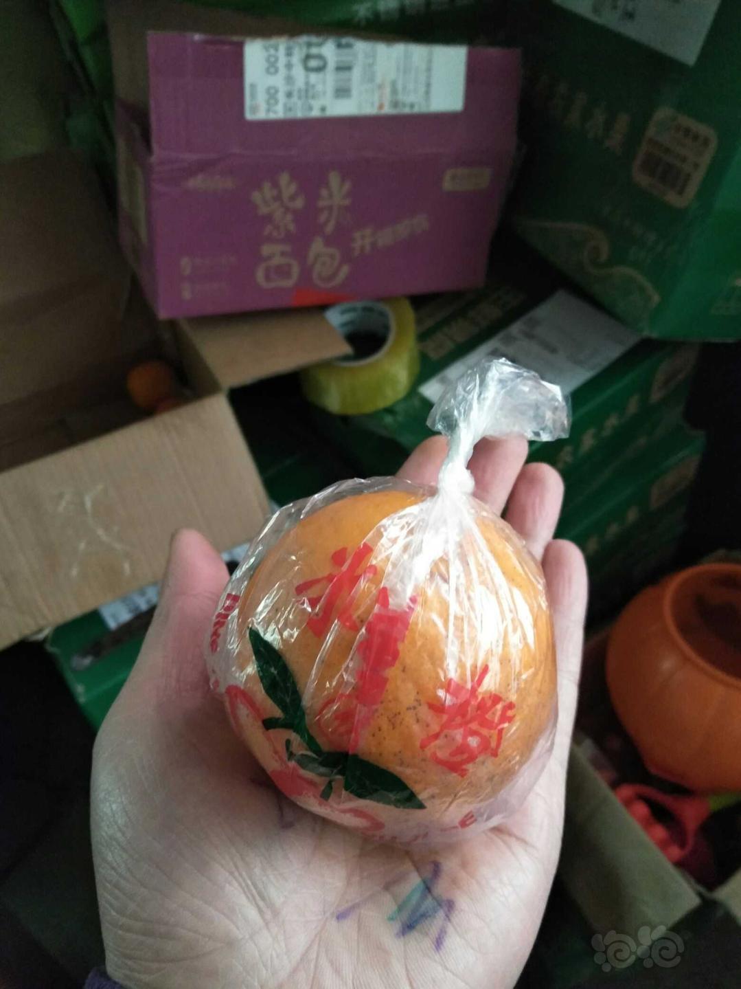 【出售】自家的湖南麻阳冰糖橙滞销严重，还有三万多斤，喜欢吃的来试试！-图6