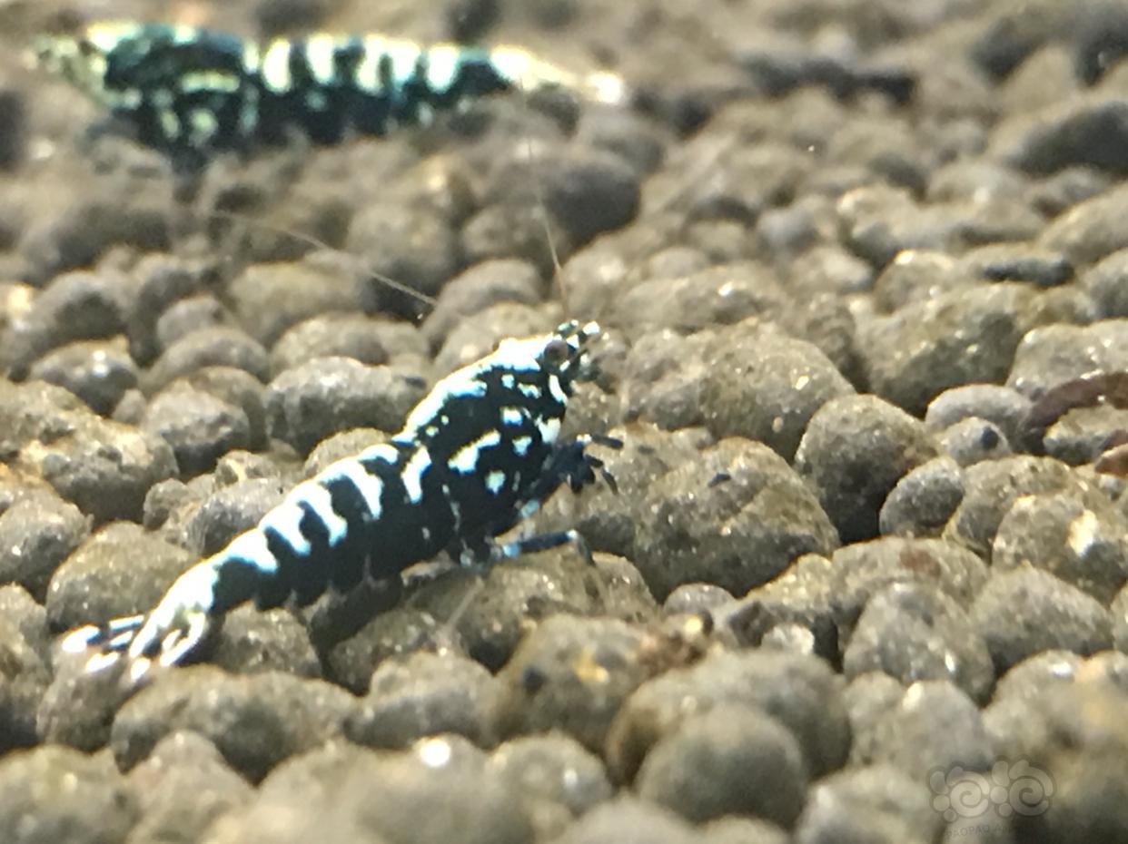 20190108rmb拍卖黑银河水晶虾一份5只