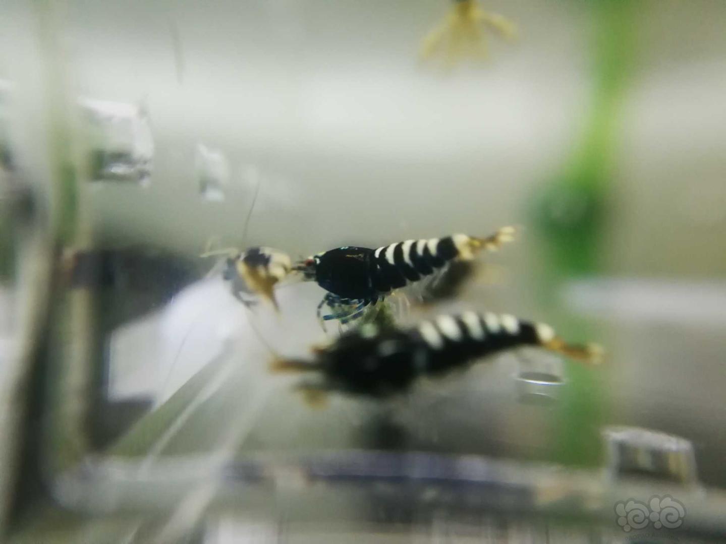 【虾】2019-1-6#RMB黑银河幼虾一份10只-图17