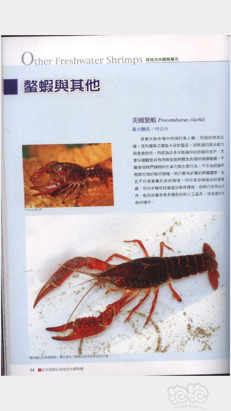 小龙虾祖先图片图片
