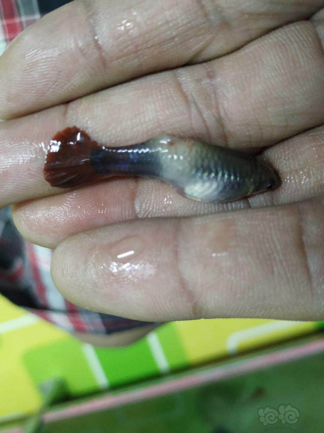 孔雀鱼各位老师给看看我的孔雀身上怎么了