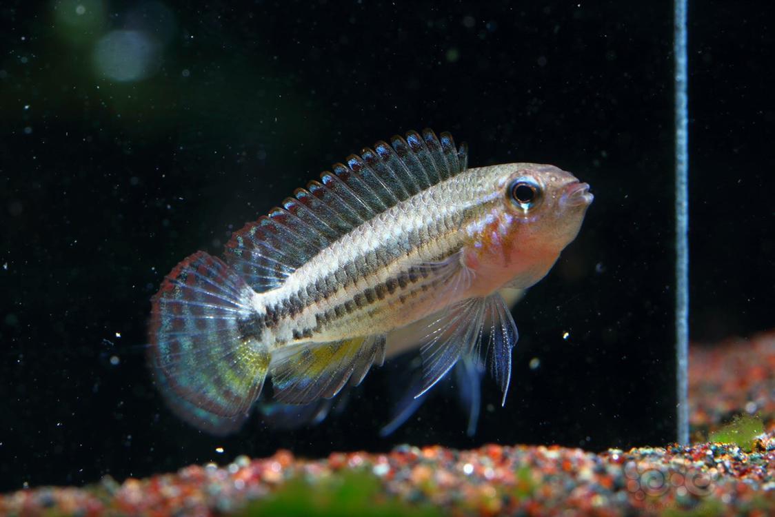 短鲷野生黄型珍宝短鲷