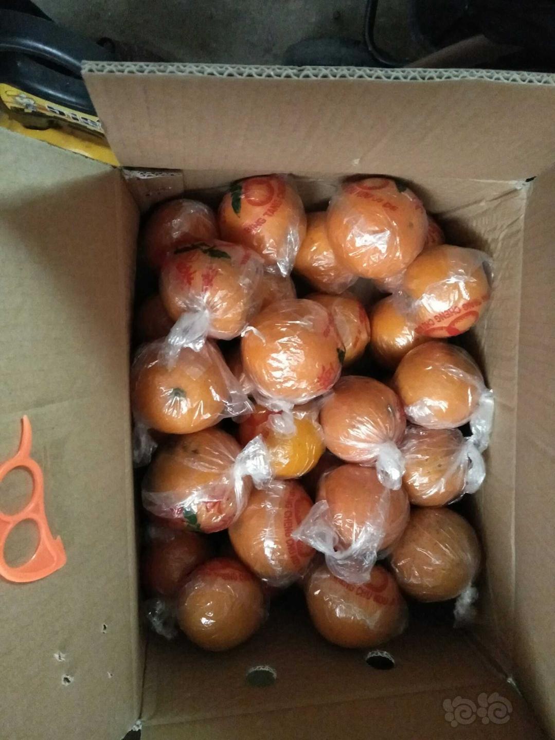 【出售】自家的湖南麻阳冰糖橙滞销严重，还有三万多斤，喜欢吃的来试试！-图5