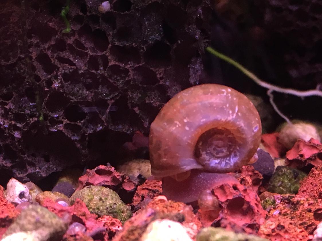 苹果螺最近好像繁殖了不少  但愿能长大-图1
