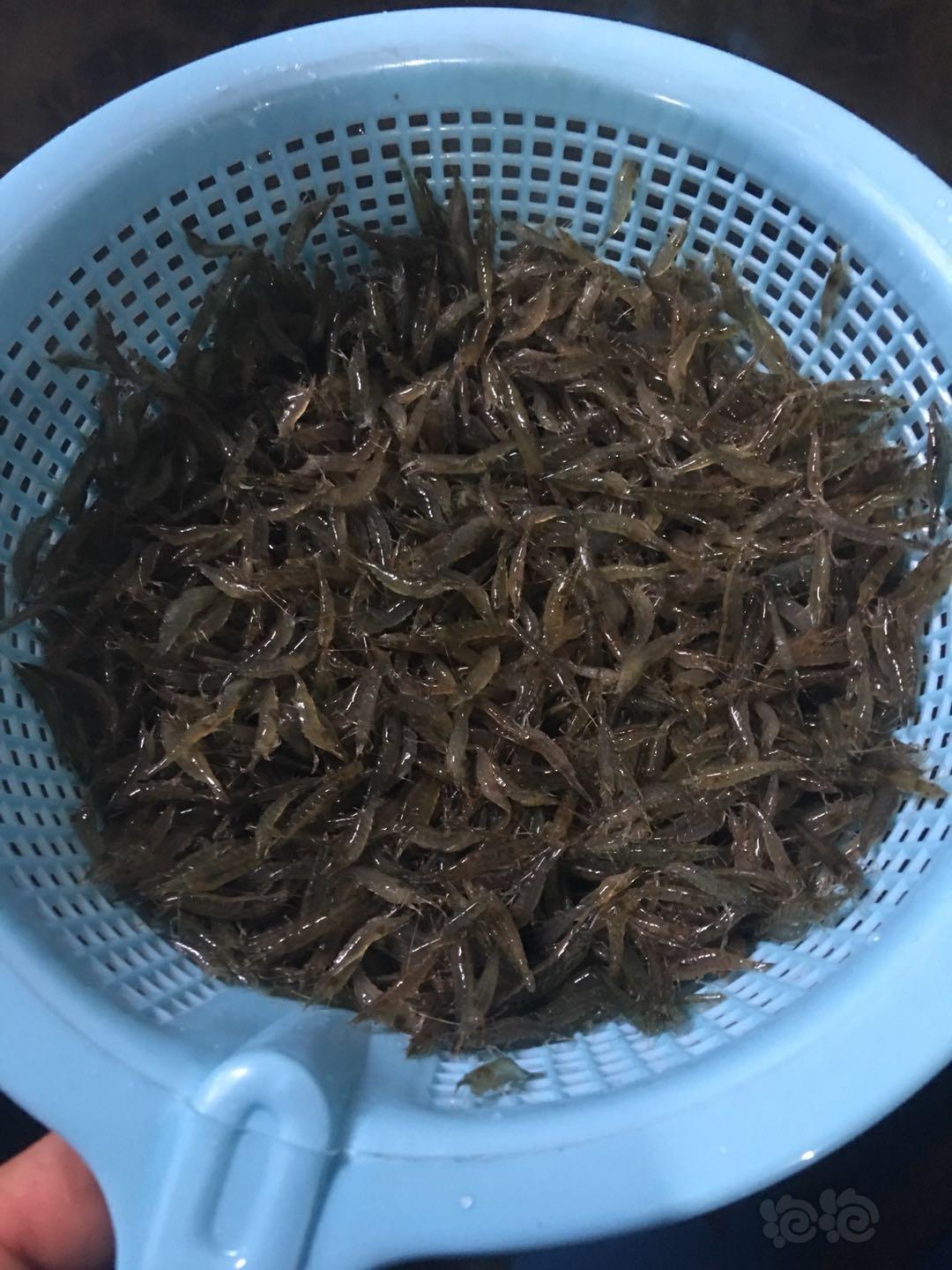 大量出野生定水黑壳虾莫斯各种坨草和无菌杯装前景草-图1