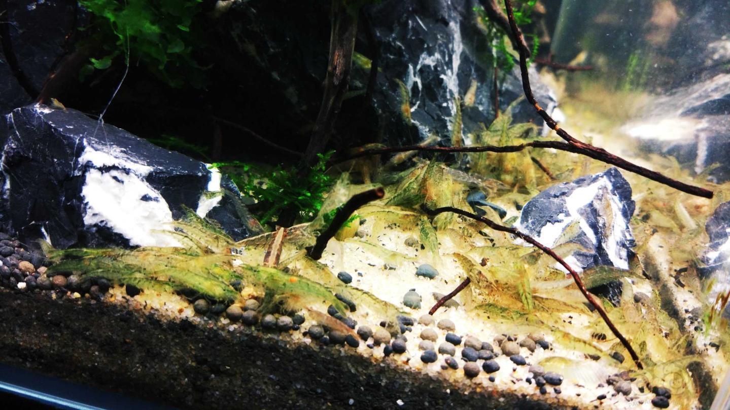 大概一个月前无耻的往缸里605040放了一千多只黑壳虾不知道往后会如何