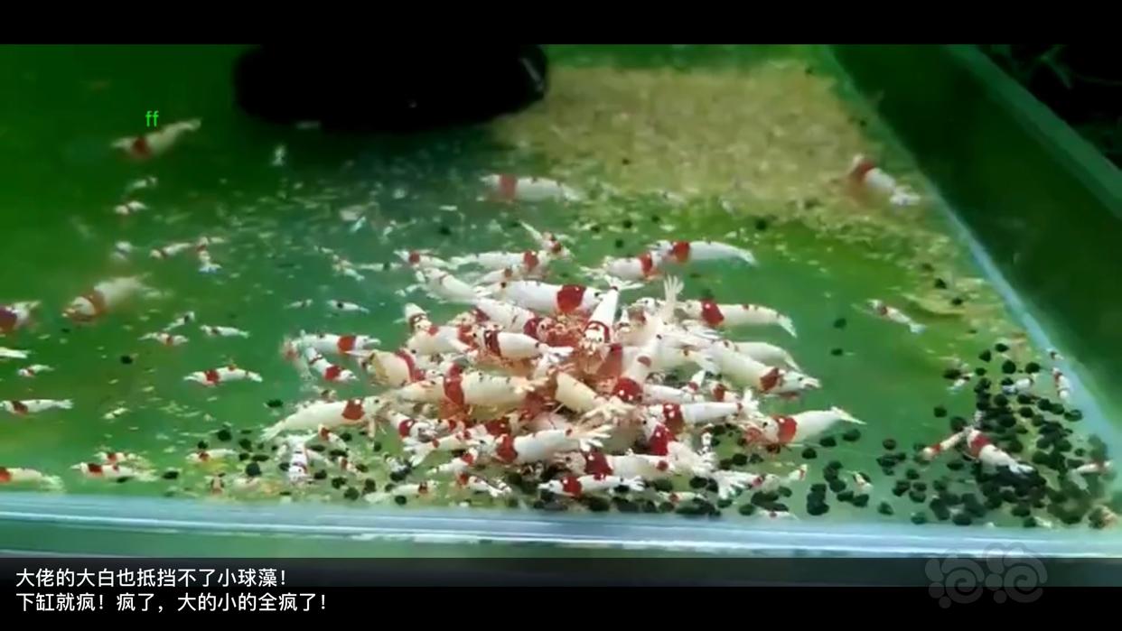 ff小球藻片/虫粉荤食，水晶虾米虾、异形、胡子大凡、老鼠等功能型饲料-图2