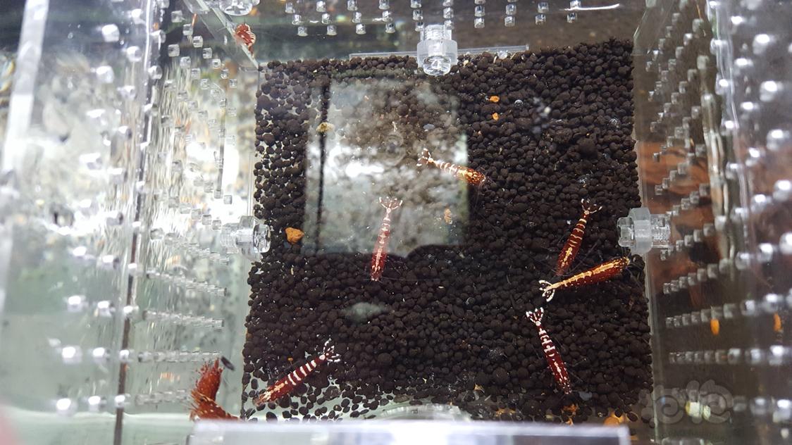 【虾】2019-1-6#RMB拍卖红银河淘汰公虾-图2
