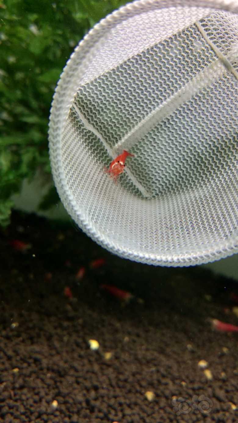 《超级红水晶虾》-图4