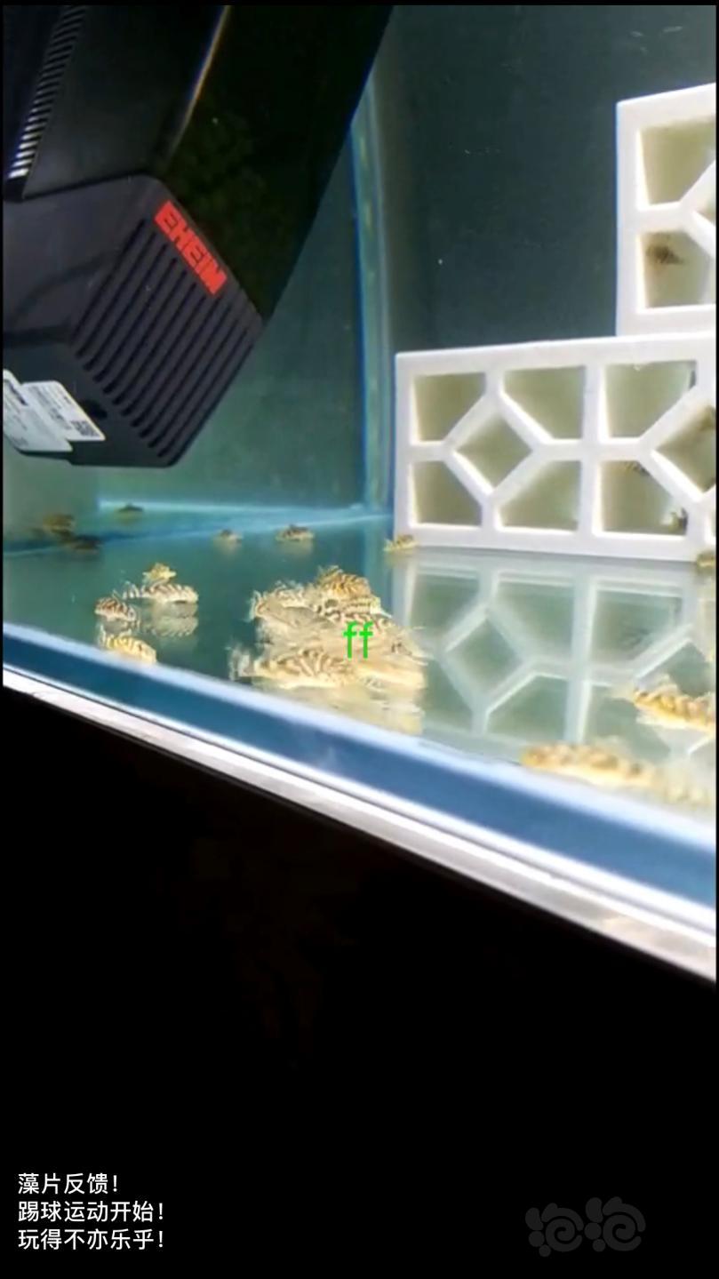 【用品】2019-1-9#RMB拍卖小球藻片一罐80g水晶虾/观赏螺，素食异形胡子大帆功能型饲料-图3