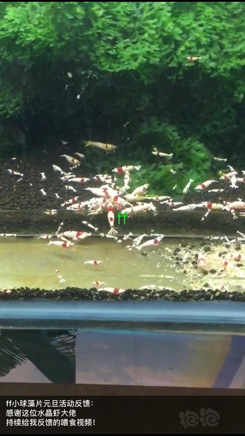 【用品】2019-1-9#RMB拍卖小球藻片一罐25g水晶虾/观赏螺，素食异形胡子大帆功能型饲料-图4