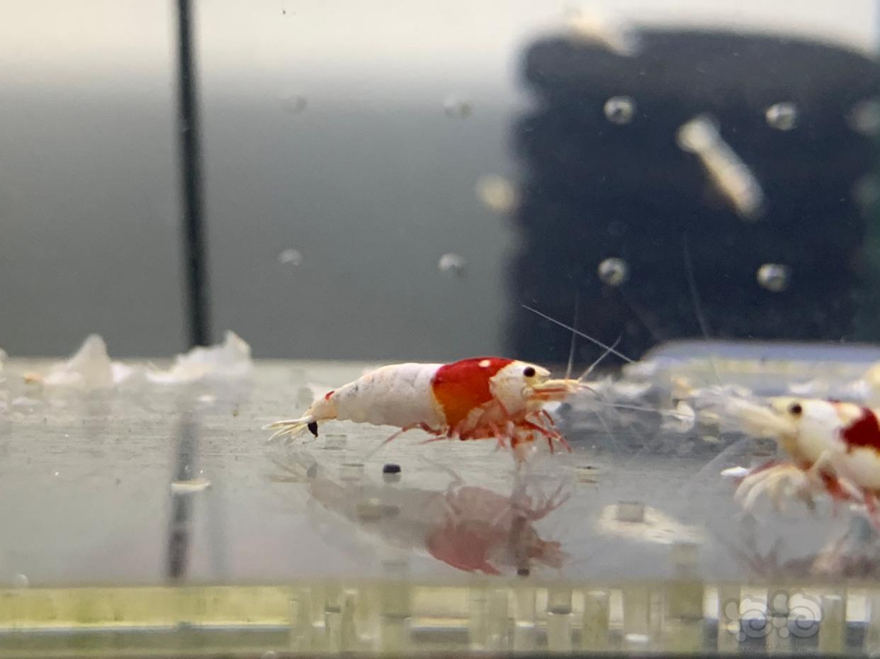 【虾】2019-1-18#拍卖 纯血红白水晶虾-图5