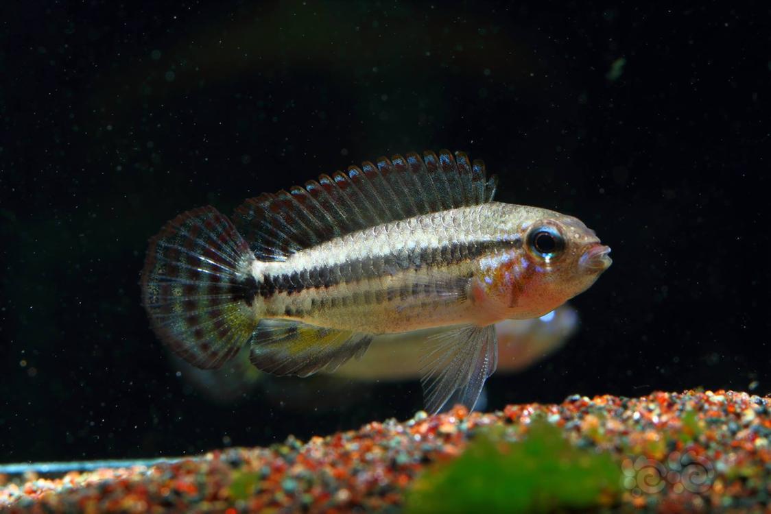 短鲷野生黄型珍宝短鲷