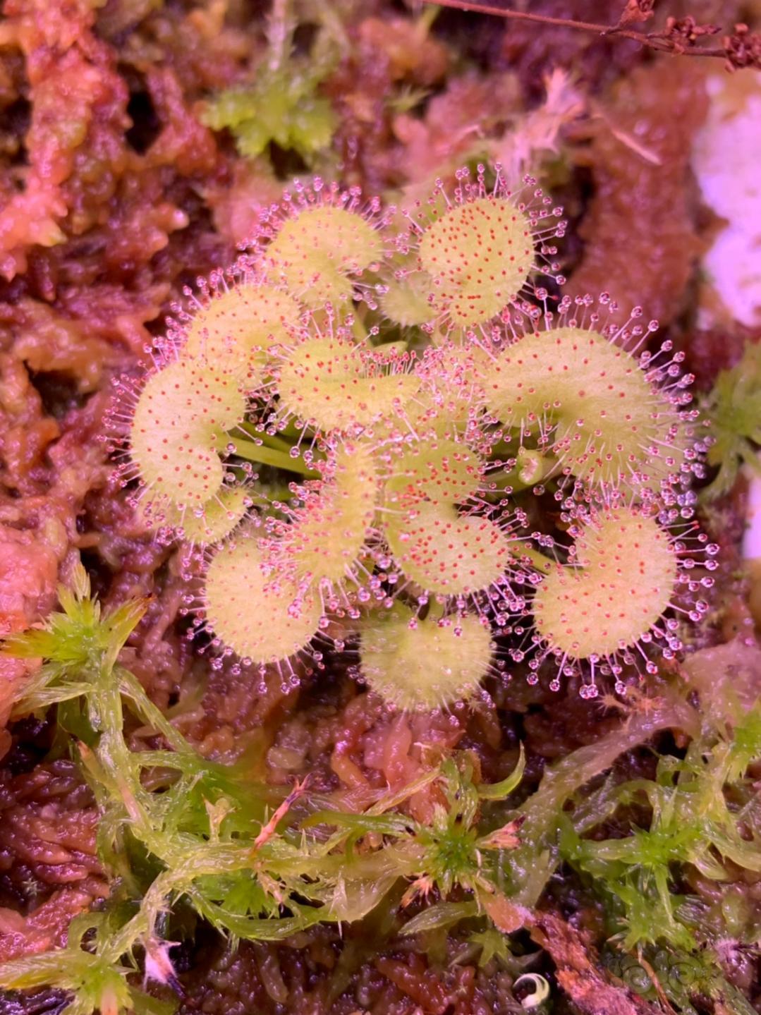 食虫食虫植物茅膏菜爱心