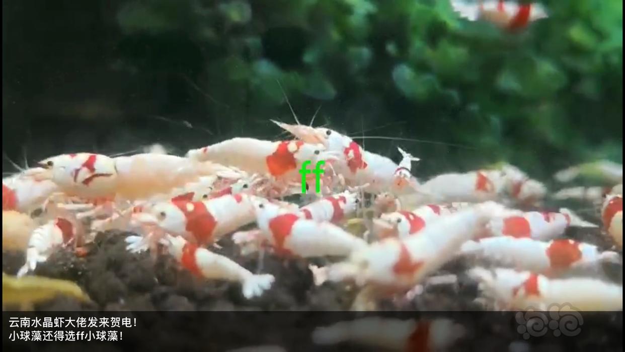 ff小球藻片/虫粉荤食，水晶虾米虾、异形、胡子大凡、老鼠等功能型饲料-图5