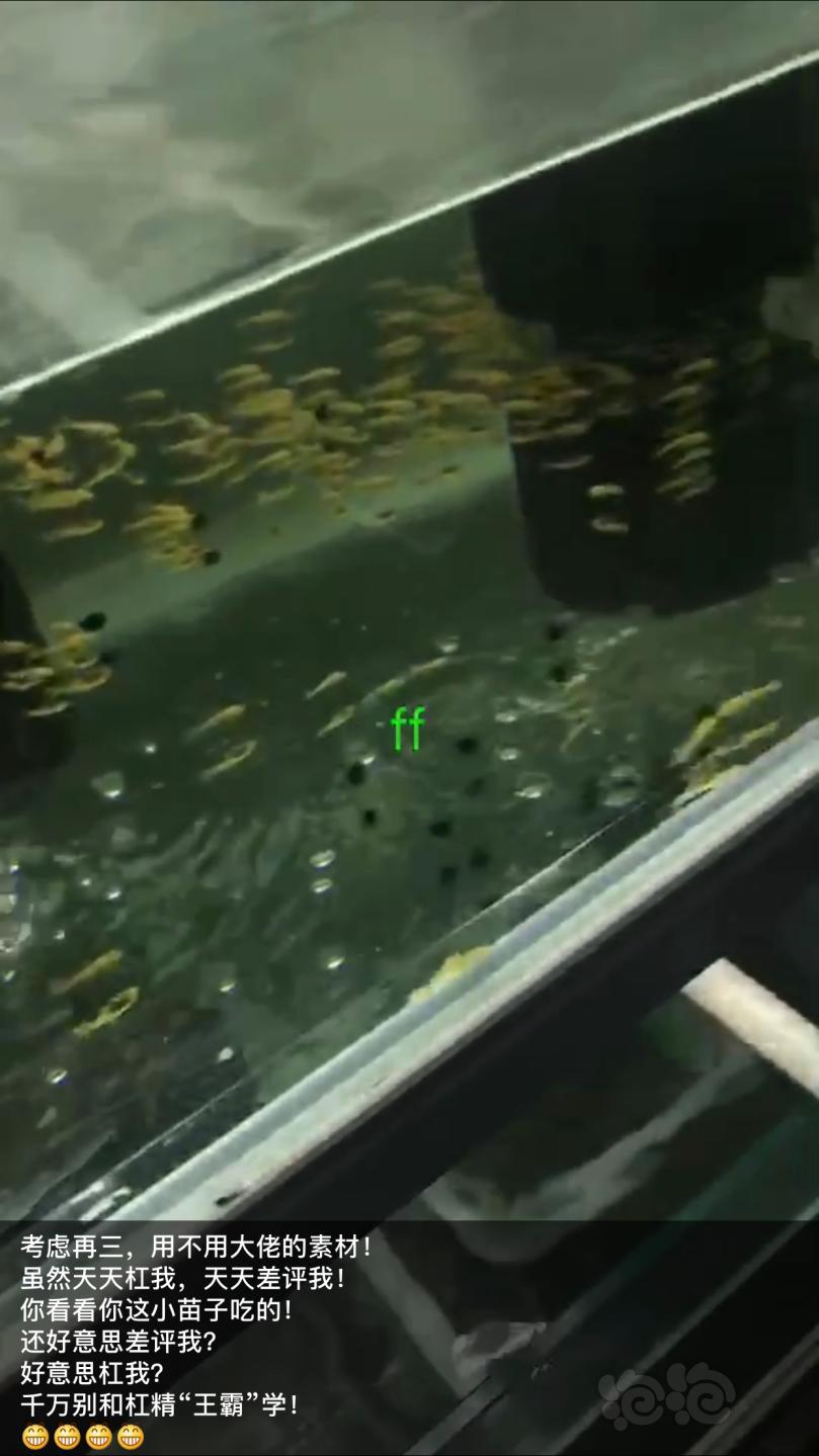 【用品】2019-1-9#RMB拍卖小球藻片一罐25g水晶虾/观赏螺，素食异形胡子大帆功能型饲料-图6
